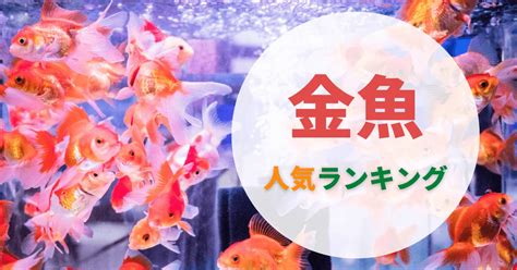 金魚金魚|金魚の種類一覧｜人気でかわいい金魚ランキング